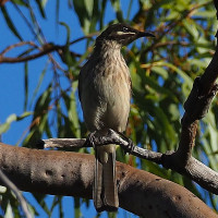 Kimberley Honeyeater